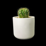 Lemon Cactus Plant
